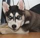 Siberian husky Sheba