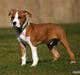Amerikansk staffordshire terrier Great Viking's Ecco