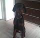 Dobermann Armageddon Star's Eick 