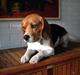 Beagle Basse