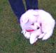 Samojedhund Sascha
