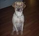 Labrador retriever Caesar