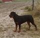 Rottweiler Disel (R.I.P )