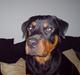 Rottweiler Rantzau
