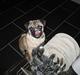 Mops Oscar