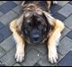Leonberger Hercules
