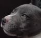 Staffordshire bull terrier (¯`´·.¸ Rocky ¸.·´´¯)