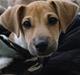 Jack russell terrier Aristo