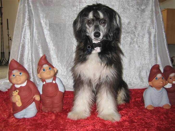 Chinese crested powder puff Bandit SOLGT billede 19