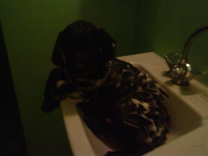 Blanding af racer Diego R:I:P - mit første bad dejligt billede 4