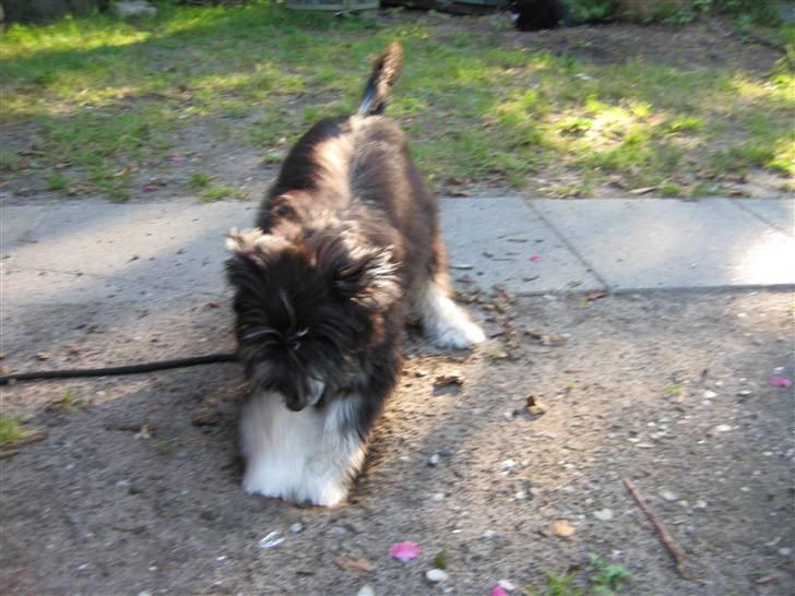 Chinese crested powder puff Bandit SOLGT billede 20