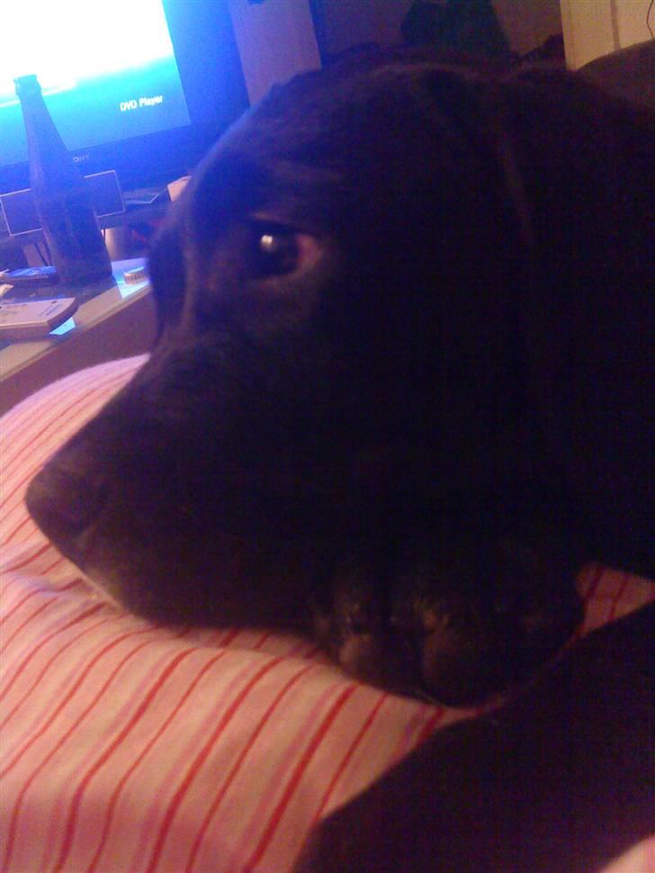 Blanding af racer Diego R:I:P - se så uskyldig jeg kan se ud billede 5