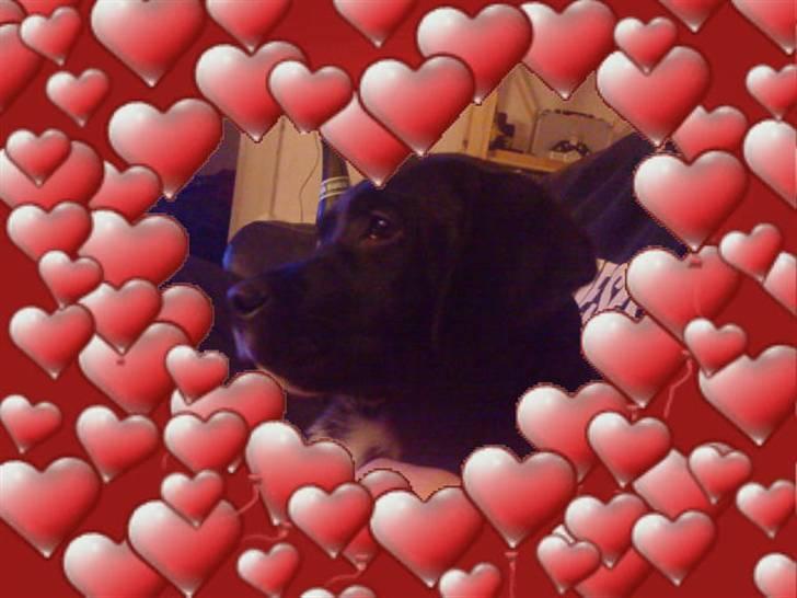 Blanding af racer Diego R:I:P - fra mor og far elsker dig billede 6