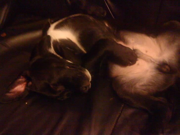 Blanding af racer Diego R:I:P - så er jeg sku gået kold igen det sker rat tit billede 7