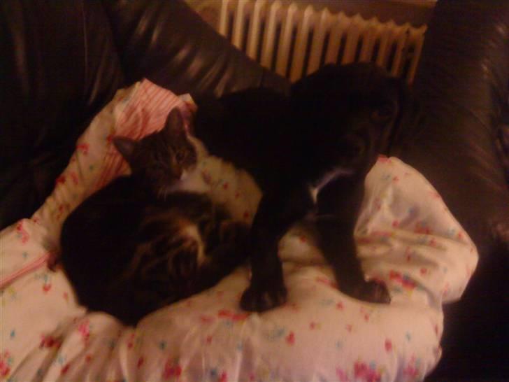 Blanding af racer Diego R:I:P - jeg elsker min bedste ven billede 8