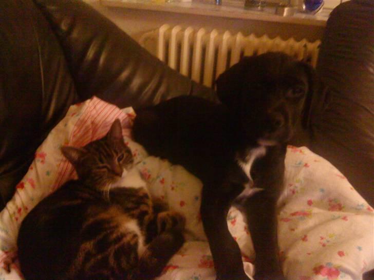 Blanding af racer Diego R:I:P - min bedste ven  billede 9