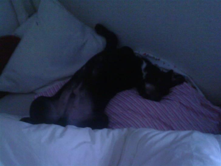 Blanding af racer Diego R:I:P - meget træt efter lang gå tur billede 10