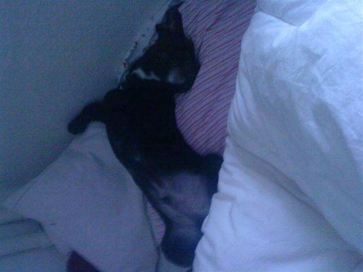 Blanding af racer Diego R:I:P - uhhhhhhh her ligger jeg sku godt billede 11