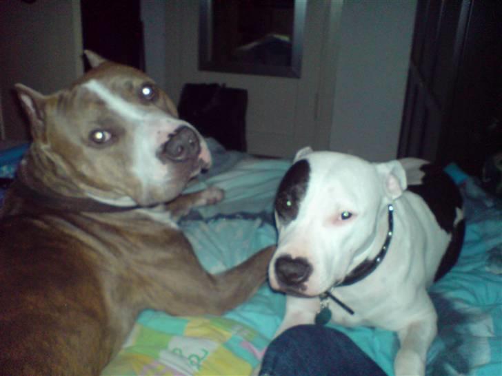 Amerikansk staffordshire terrier cleo - cleo og min han hund chico billede 10