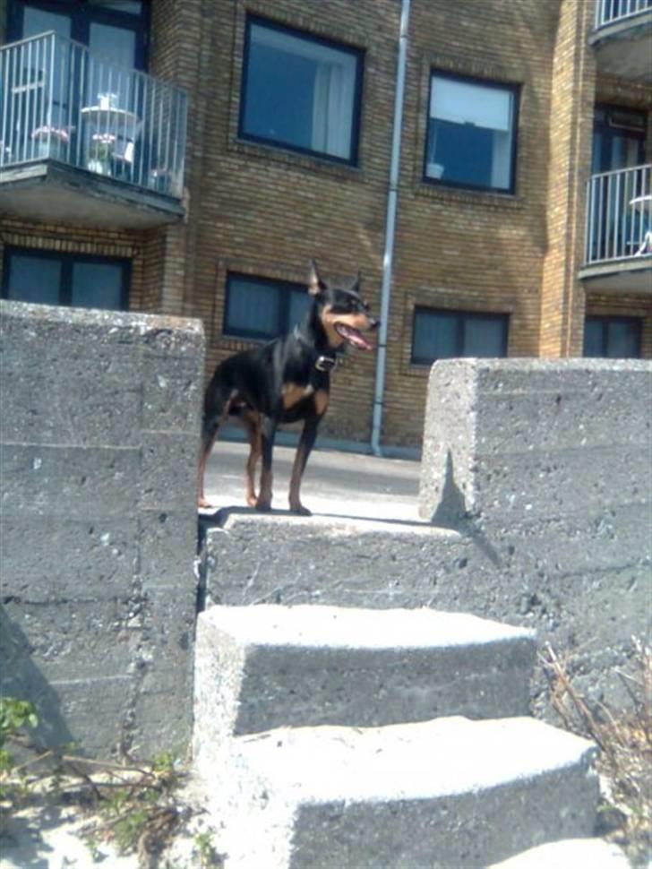 Dvaergpinscher King - Intet bedre end en god tur på stranden  billede 2