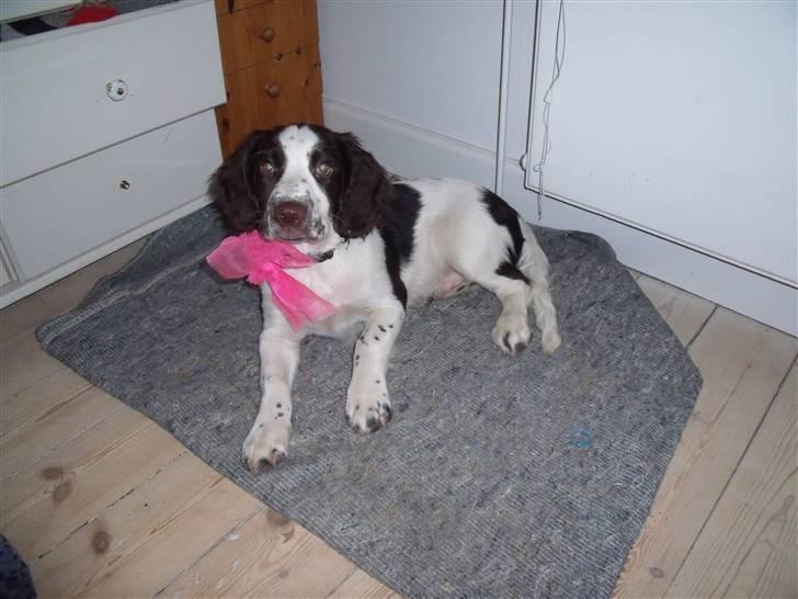 Engelsk springer spaniel Sprinkler <3 billede 2