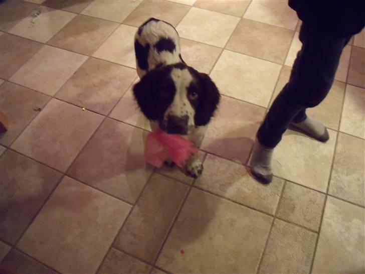 Engelsk springer spaniel Sprinkler <3 billede 3