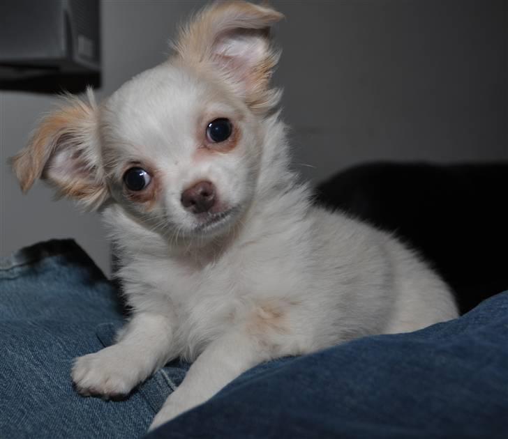 Chihuahua Diva Aka Pølsen billede 19