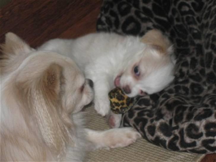 Chihuahua Diva Aka Pølsen - Diva og far (Sado) billede 4