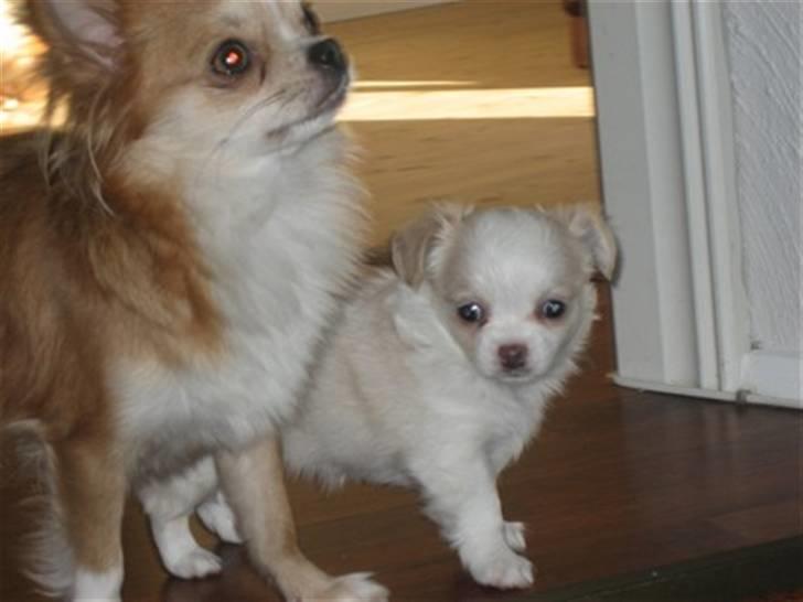 Chihuahua Diva Aka Pølsen - Diva og mor (flora) billede 5