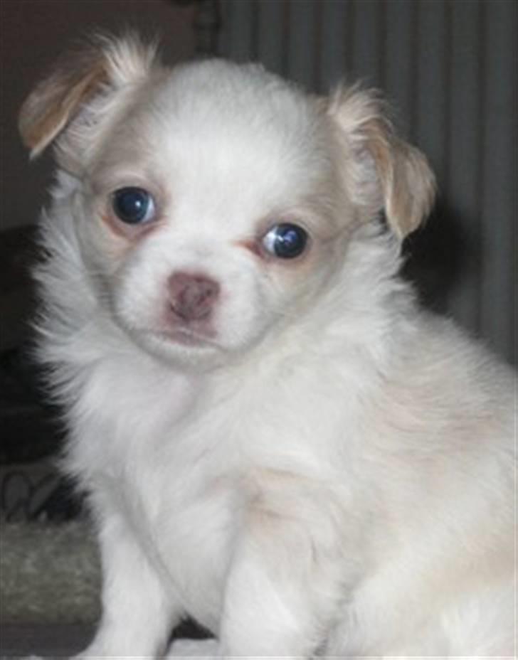 Chihuahua Diva Aka Pølsen billede 6