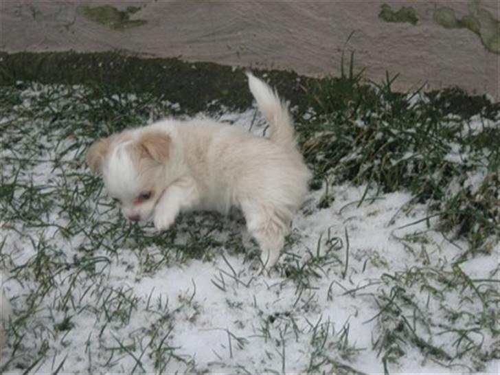 Chihuahua Diva Aka Pølsen billede 7