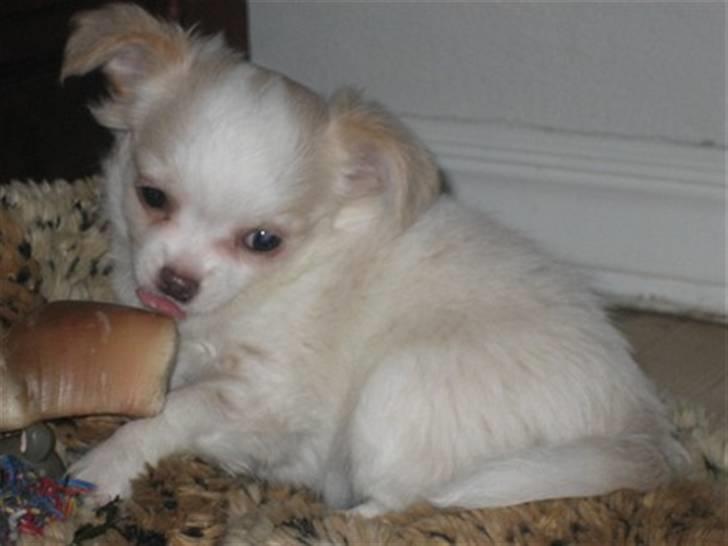 Chihuahua Diva Aka Pølsen billede 8