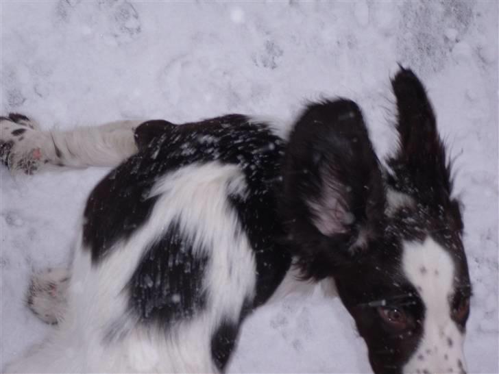 Engelsk springer spaniel Sprinkler <3 billede 4