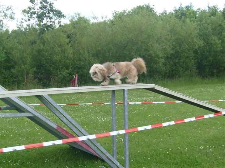 Lhasa apso cille<3 billede 14