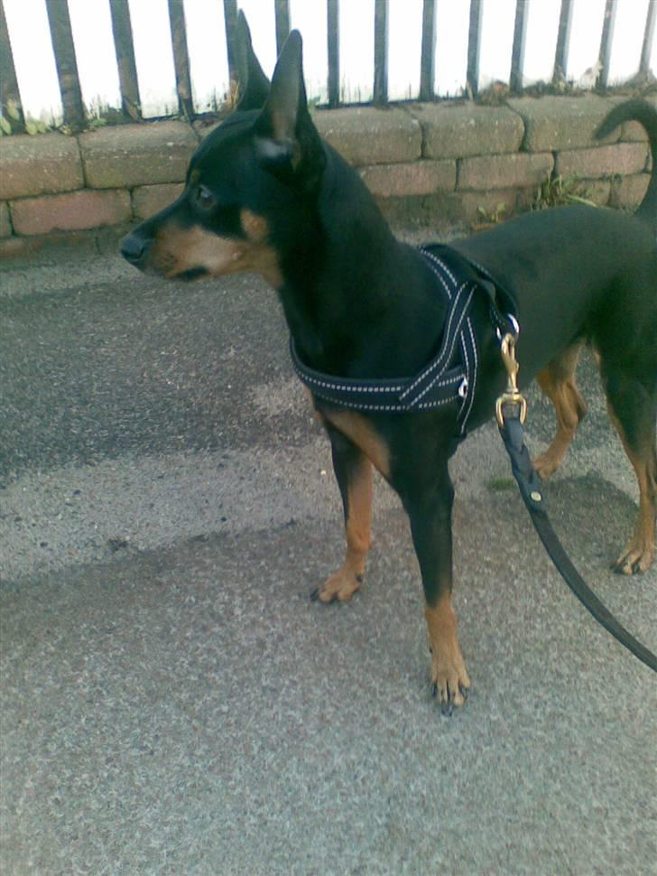 Dvaergpinscher King - Man skal være på vagt når man er ude og gå tur i den store verden ska man :p billede 3