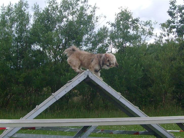 Lhasa apso cille<3 billede 15