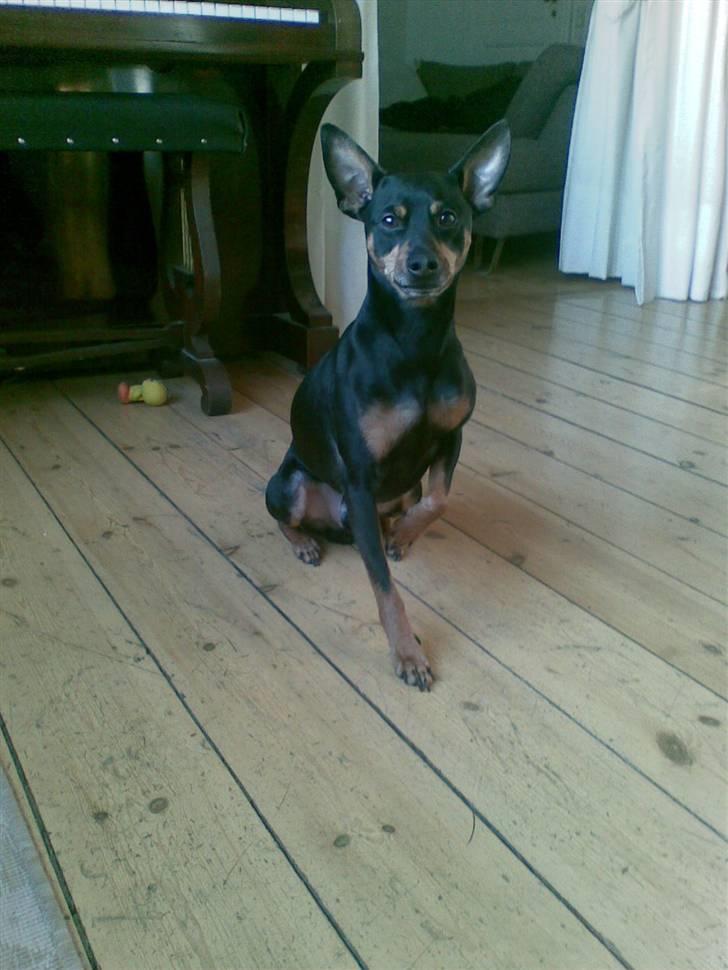 Dvaergpinscher King - Nu gidr jeg altså snart ikk ha taget flere billeder moar.. billede 4