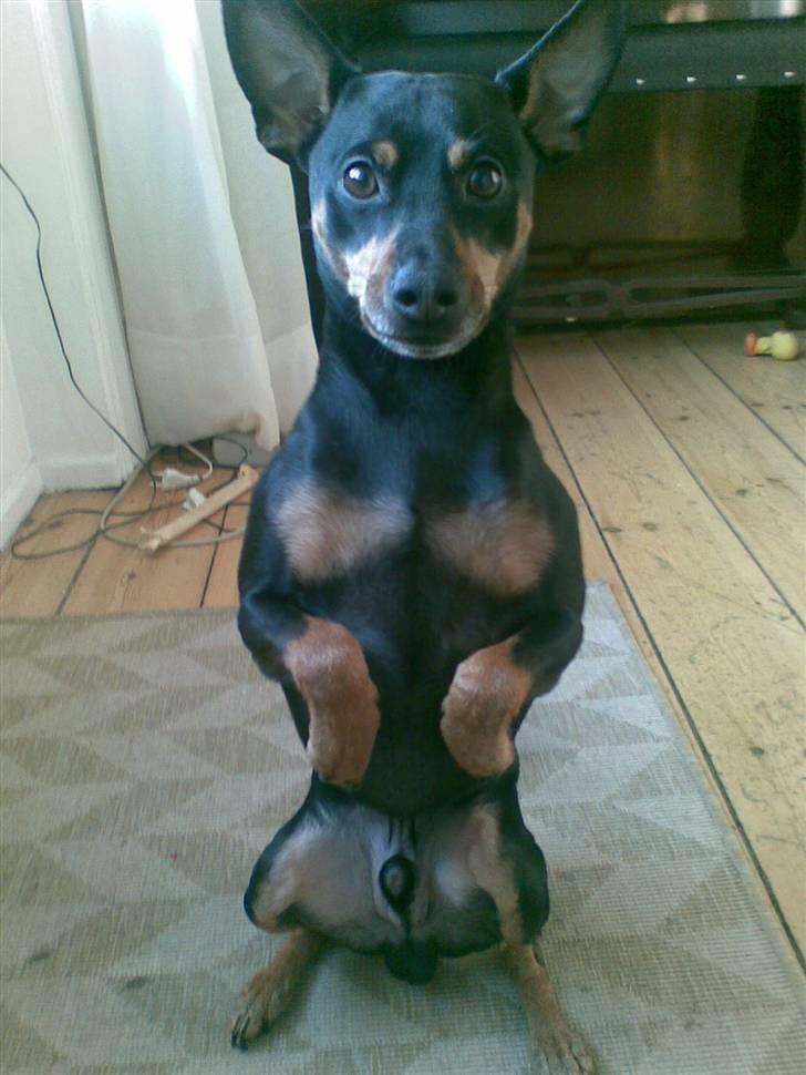 Dvaergpinscher King - Se hvor fint jeg kan sidde mor :) billede 5
