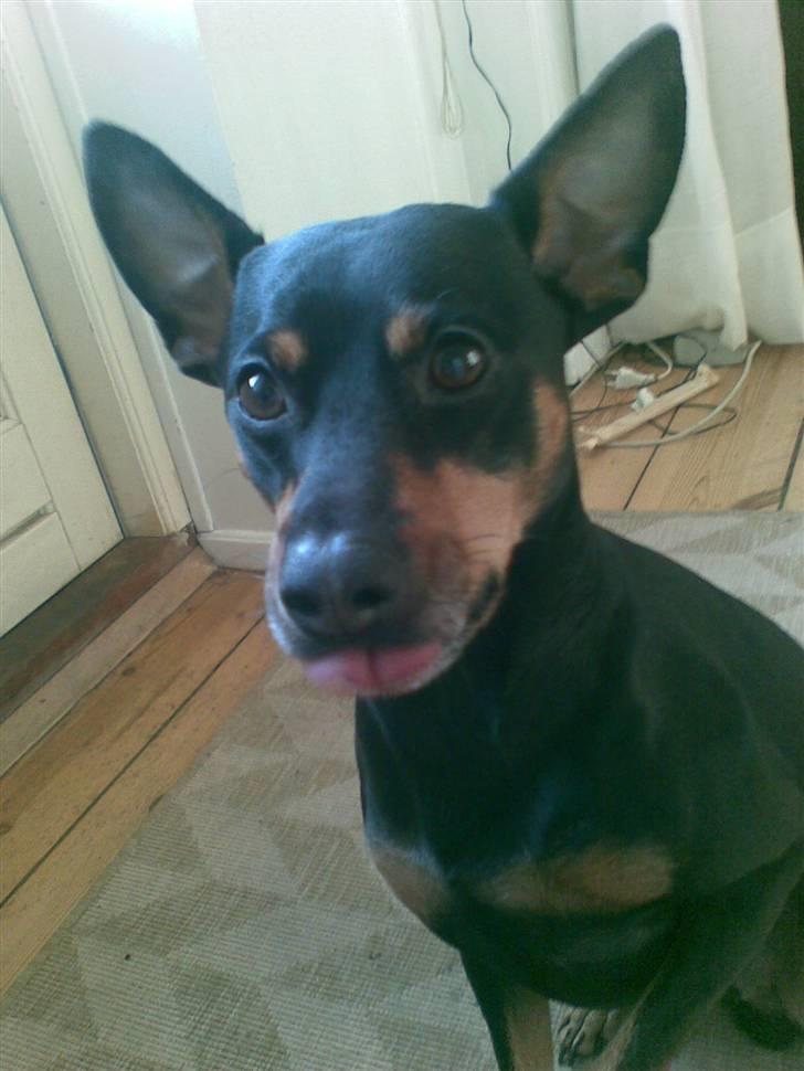 Dvaergpinscher King billede 6