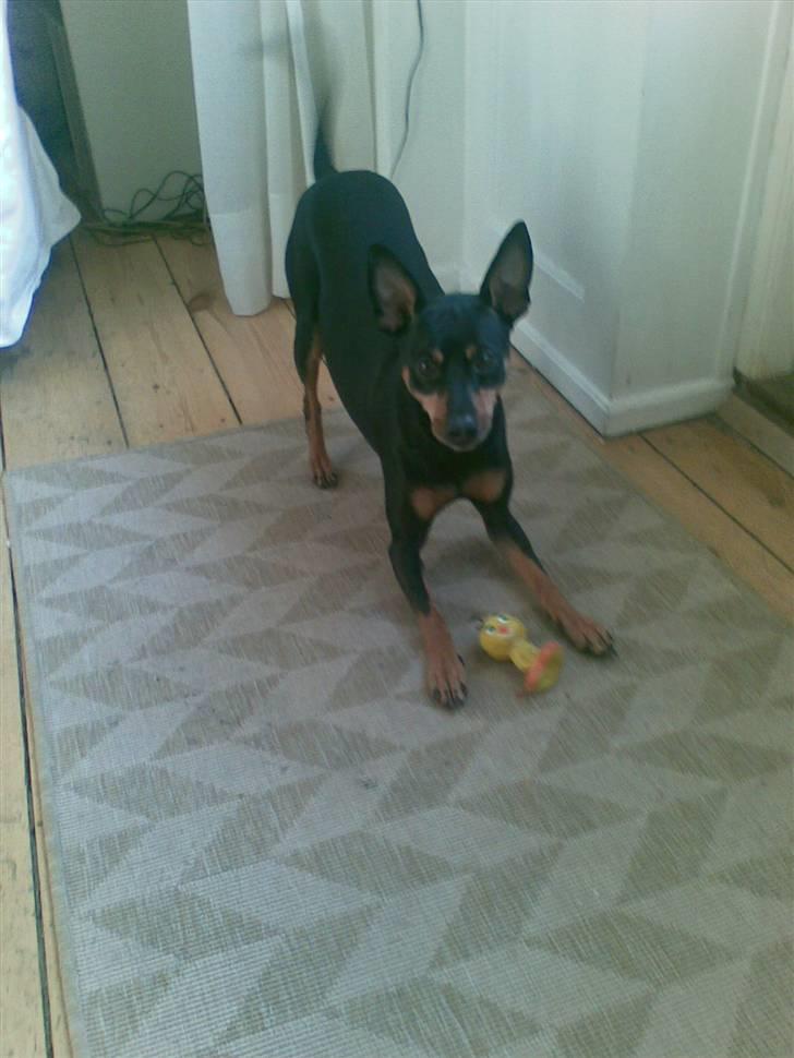 Dvaergpinscher King billede 7