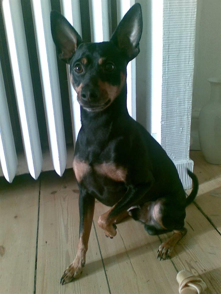 Dvaergpinscher King billede 8