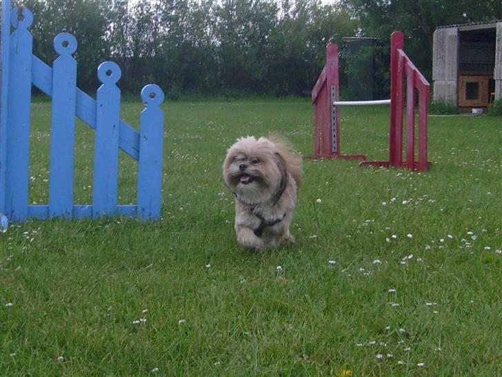 Lhasa apso cille<3 billede 16