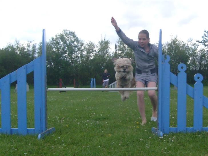 Lhasa apso cille<3 billede 17