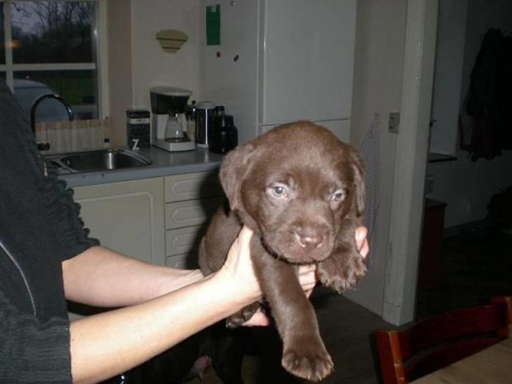 Labrador retriever Simba billede 1