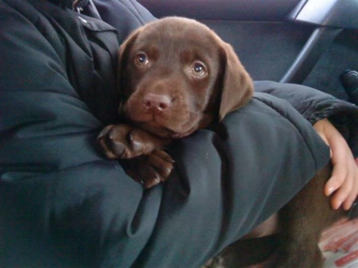 Labrador retriever Simba billede 2