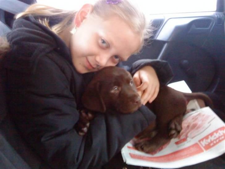 Labrador retriever Simba billede 3