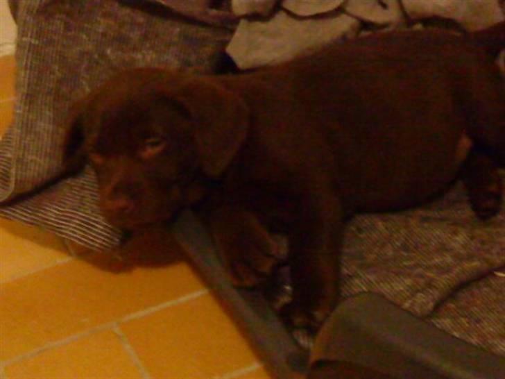 Labrador retriever Simba billede 4