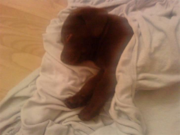 Labrador retriever Simba billede 5