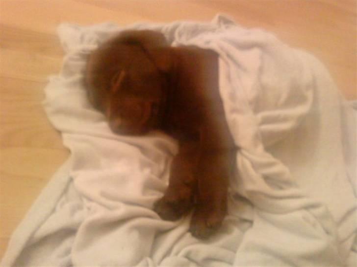 Labrador retriever Simba billede 6