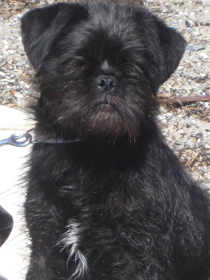 Blanding af racer Cocco billede 1